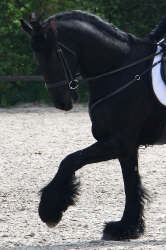 Corto dressage