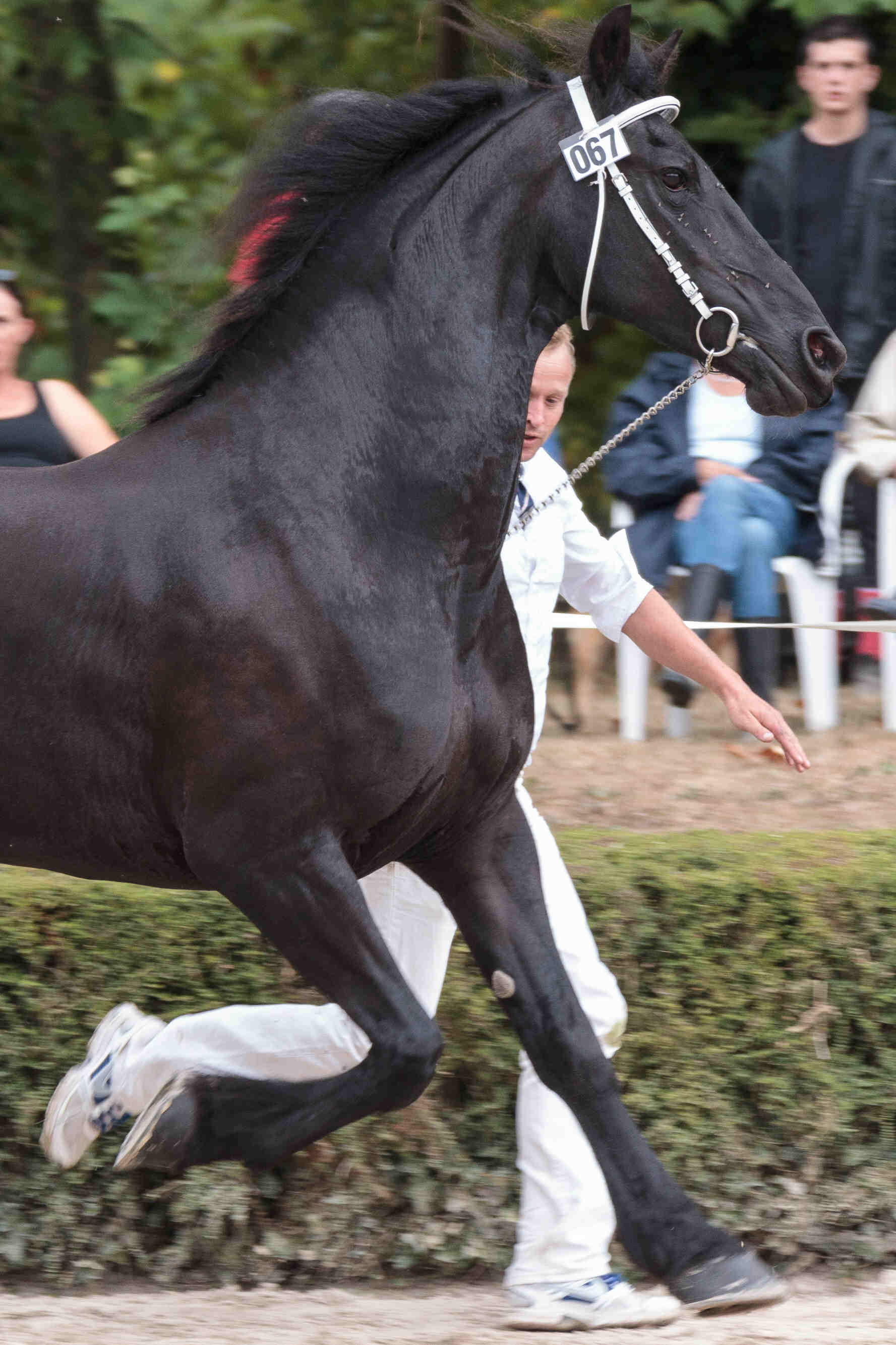 Régina trot concours