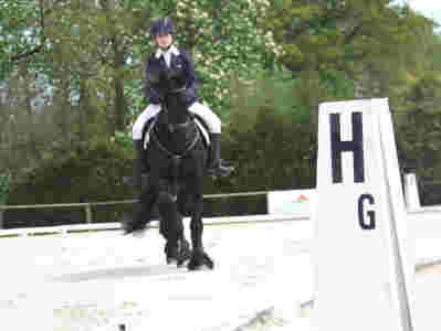 Hongre frison dressage compétition