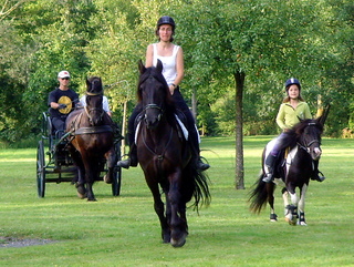 Frisons montés et attelés, ponette montée.